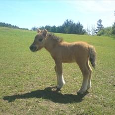 Shetlænder Tinkerbell