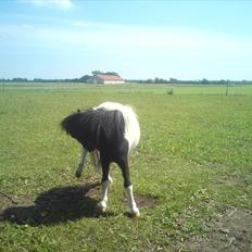Anden særlig race Opal