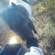 Anden særlig race Opal