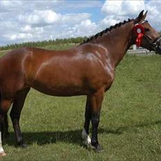 New Forest Spangbo ´s Tonja