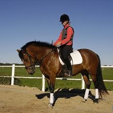 New Forest Spangbo ´s Tonja