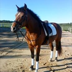 New Forest Spangbo ´s Tonja