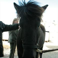 Islænder Elska fra Lundigegård 