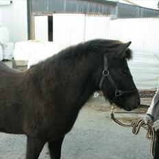 Islænder Elska fra Lundigegård 
