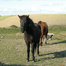 Islænder Elska fra Lundigegård 