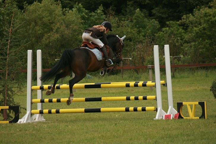 Anden særlig race Angel [B-pony] Solgt - stævne :) billede 14