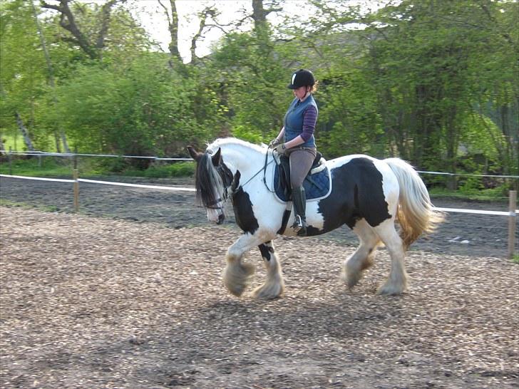 Tinker Frøken Smilla - Træning på ridebanen 2009 billede 1
