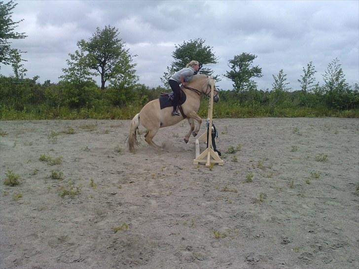 Fjordhest Ingegård's Bea SOLGT billede 7