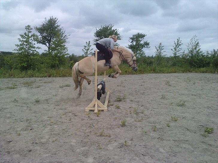 Fjordhest Ingegård's Bea SOLGT billede 18