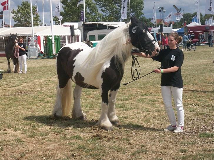 Tinker Frøken Smilla - Udstilling på Det Fynske Dyrskue 2008. 23 point + ærespræmie billede 3