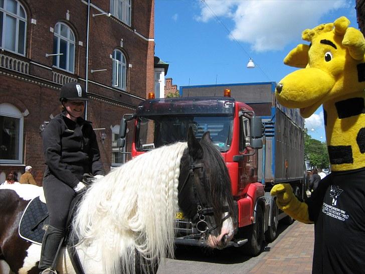 Tinker Frøken Smilla - Optog i Odense gågade ugen før dyrskue i 2009.  billede 6