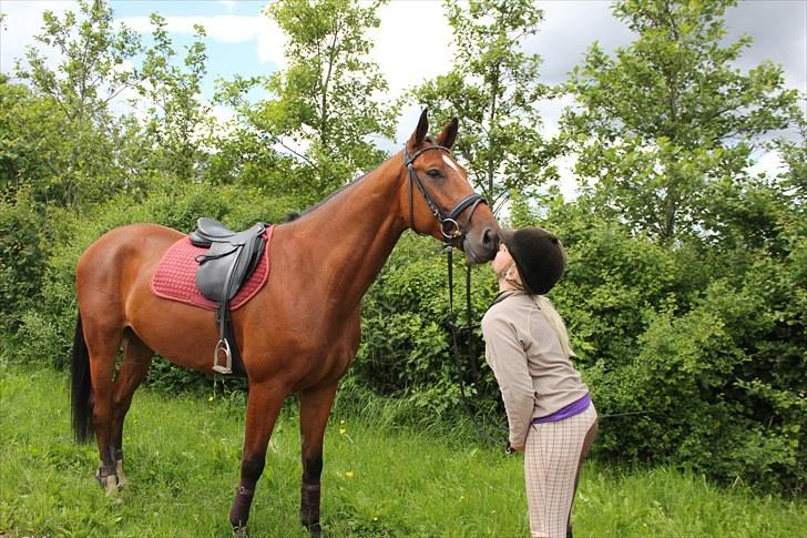 Dansk Varmblod Calahan billede 5