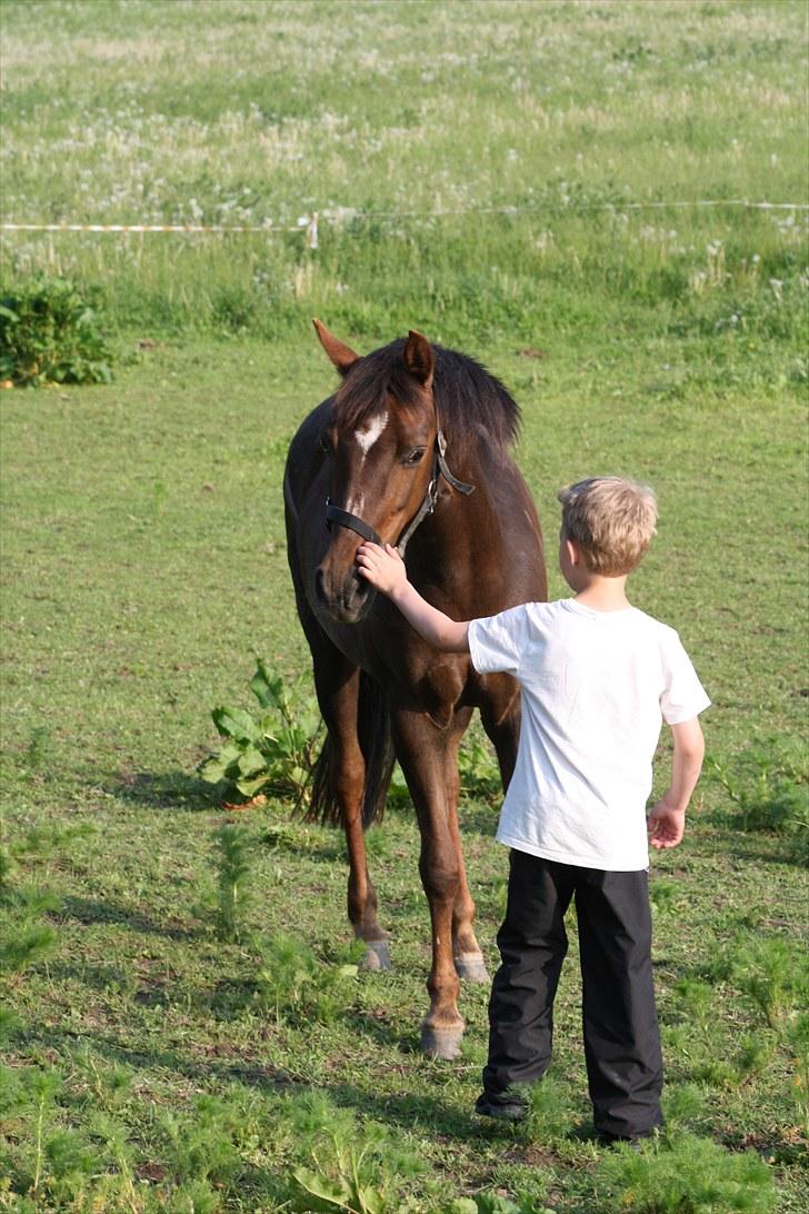 DSP Candy højgård - lillebror og candy :o) billede 8