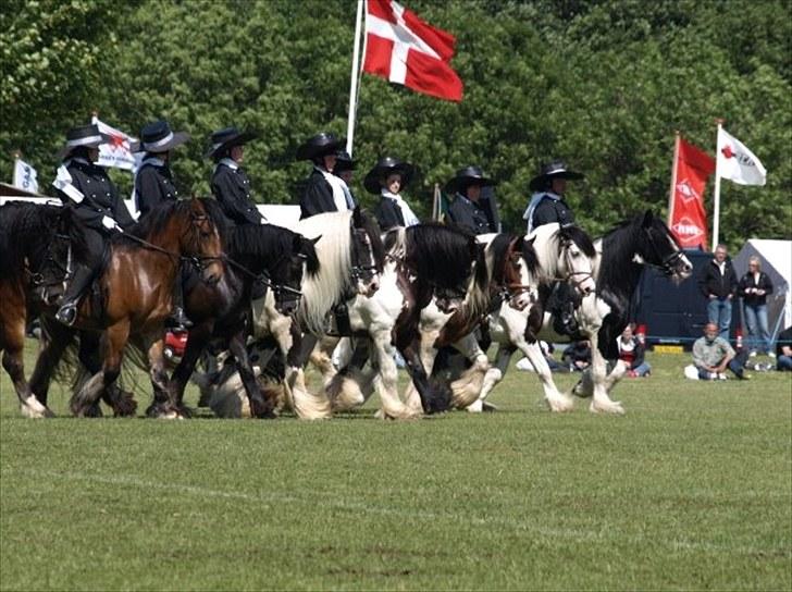 Tinker Frøken Smilla - Smilla i kvadrille opvisning på Det Fynske Dyrskue 2009. Hun er nr 4 venstre. billede 9
