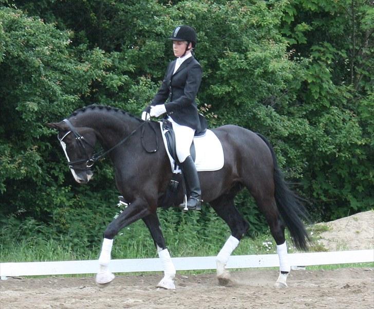 Dansk Varmblod Antino - 1. stævne 19/6-10  La1 billede 15