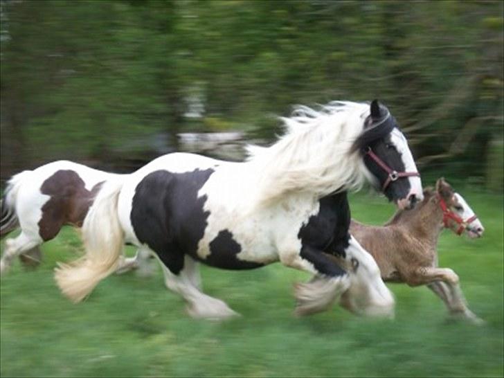 Tinker Frøken Smilla - Smilla og Chanti som føl forår 2006. billede 10