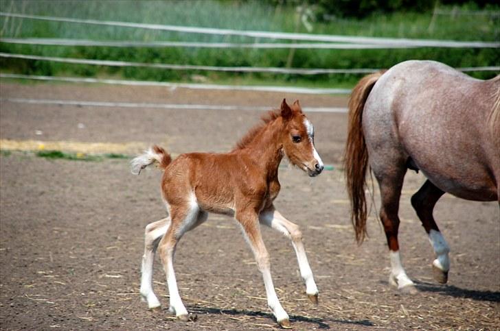 Welsh Mountain (sec A) Stendyssen's Sweet Sheila billede 5