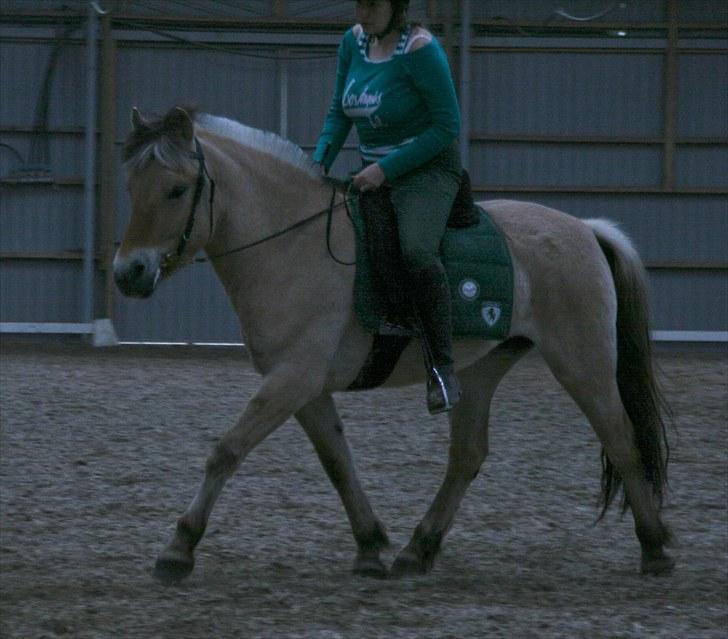 Fjordhest Ingegårds Emma - Trav, nu med begyndende kontakt.. billede 17