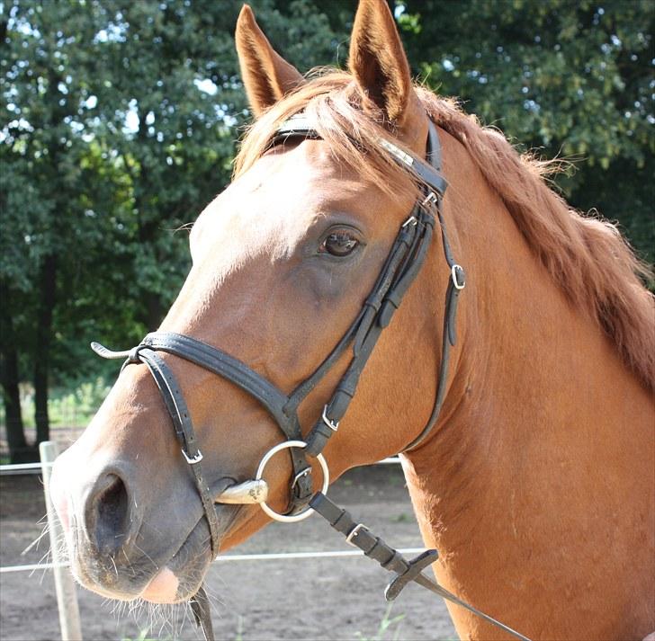 Hollandsk Sportspony Delmonte du Bois  B-pony - Delmonte du Bois i profil skøn er han billede 18