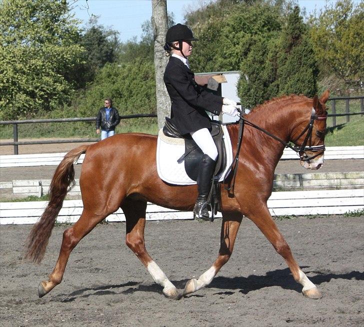 Hollandsk Sportspony Delmonte du Bois  B-pony - Stald Enhjørnings Delmonte du Bois til distrikt stævne LA4 Skanderborg maj 2011 billede 7