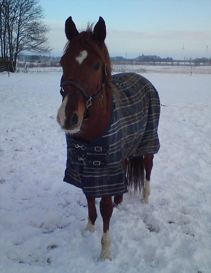 Hollandsk Sportspony Delmonte du Bois  B-pony - Stald Enhjørnings Delmonte du Bois. Skøn vinter billede billede 12