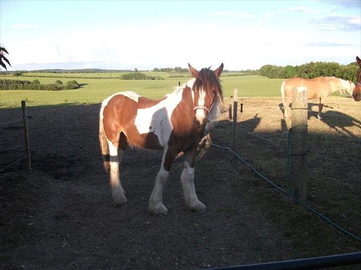 Irish Cob "Caramellas" Fairytale - Fairytale sommer 2010 billede 15