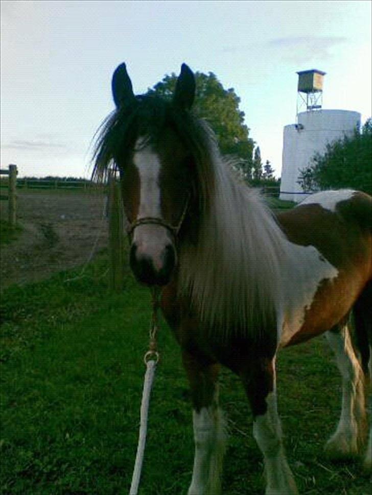 Irish Cob "Caramellas" Fairytale - Sin smukke mors udtrykte billede billede 16