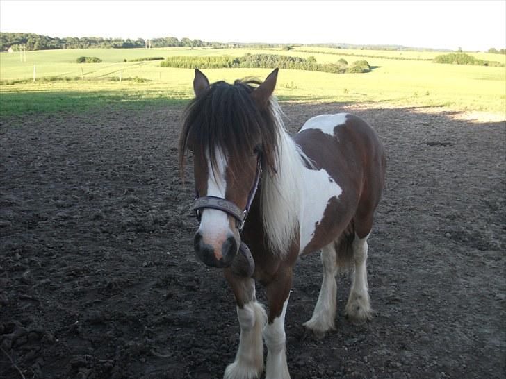 Irish Cob "Caramellas" Fairytale - Smukkeste hoppeføl i 2009 ;-) billede 18