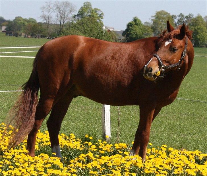 Hollandsk Sportspony Delmonte du Bois  B-pony - Stald Enhjørnings Delmonte du Bois på fold maj 2011 billede 16