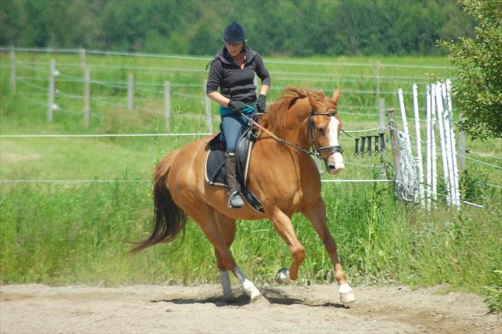 Hollandsk Varmblod Tina HL - Dressurundervisning 20.juni 2010 billede 22