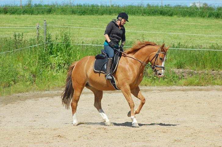 Hollandsk Varmblod Tina HL billede 23