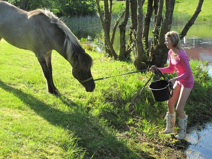 Islænder |Garun fra Gammelgaard|<3 - JEG TØR iKKEi; billede 6