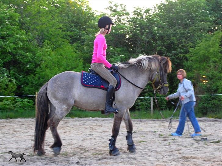 Islænder |Garun fra Gammelgaard|<3 billede 12