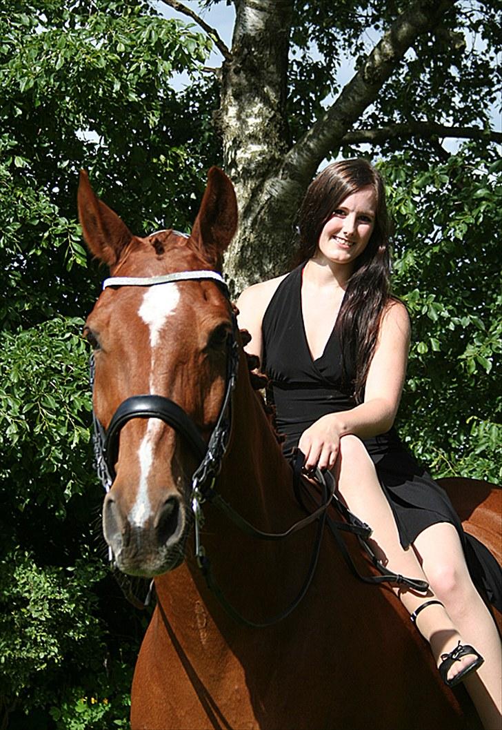 Norsk Varmblod  Chaval *R.I.P* billede 12