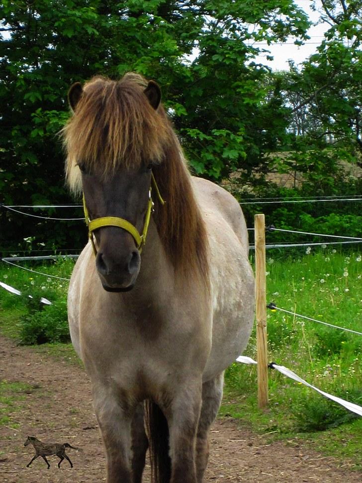 Islænder |Garun fra Gammelgaard|<3 billede 14