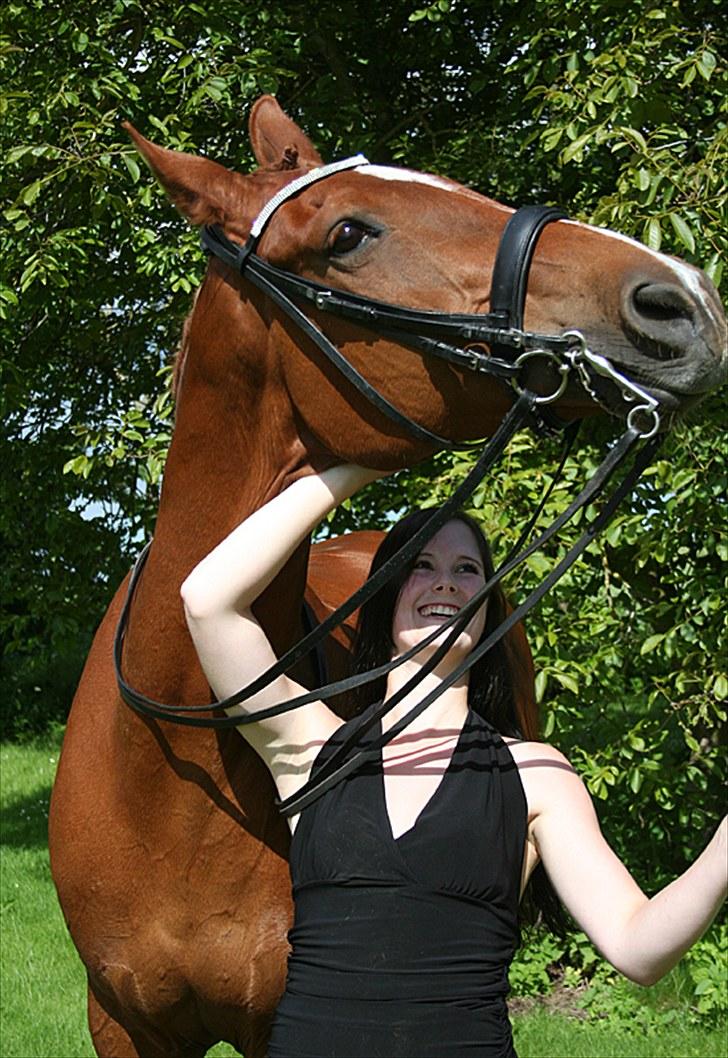 Norsk Varmblod  Chaval *R.I.P* billede 14