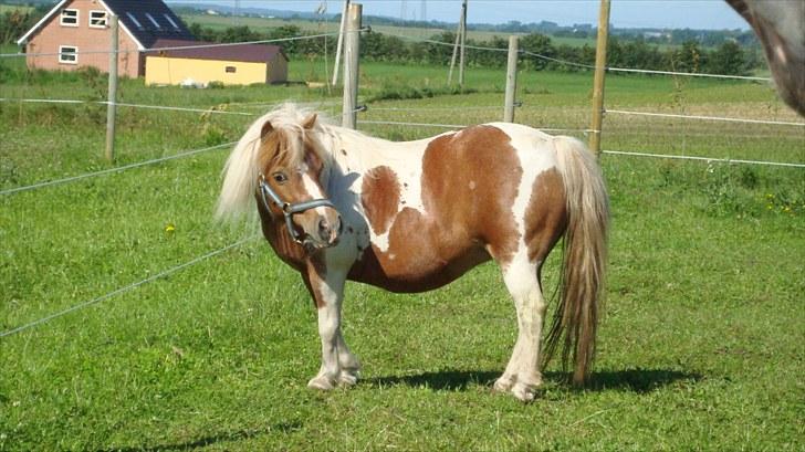 Shetlænder Sabine ( Bine )  billede 1