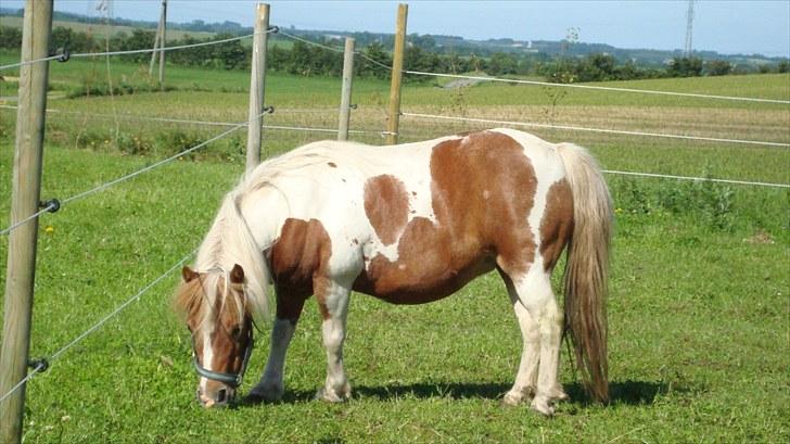 Shetlænder Sabine ( Bine )  billede 2