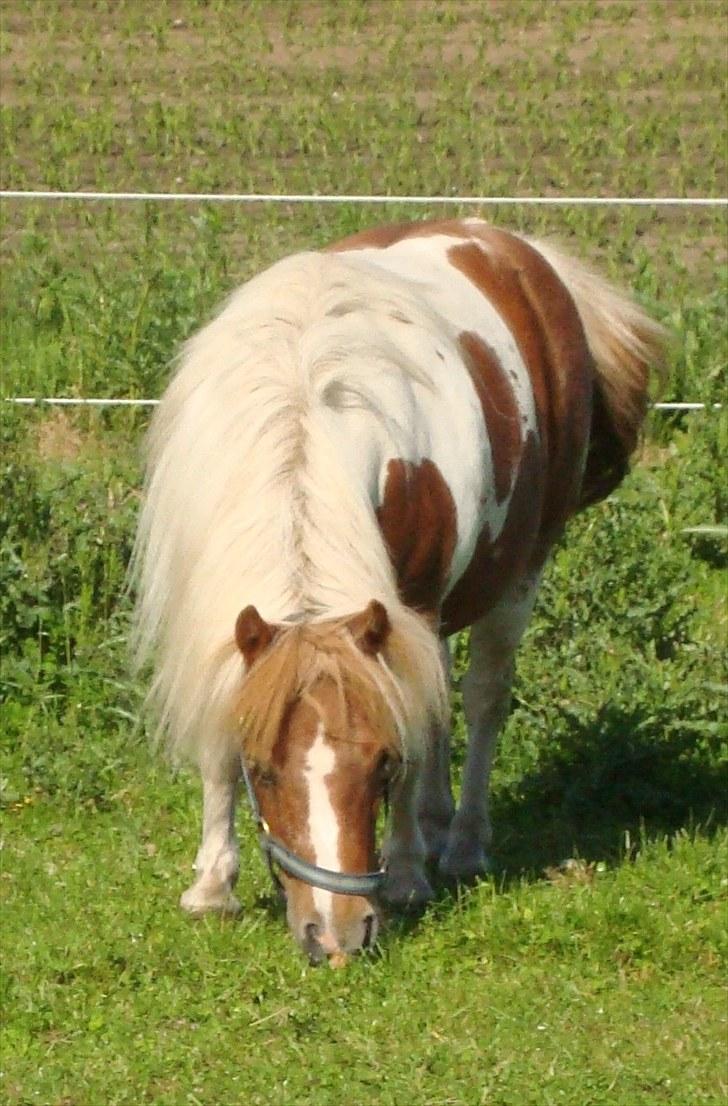 Shetlænder Sabine ( Bine )  billede 3