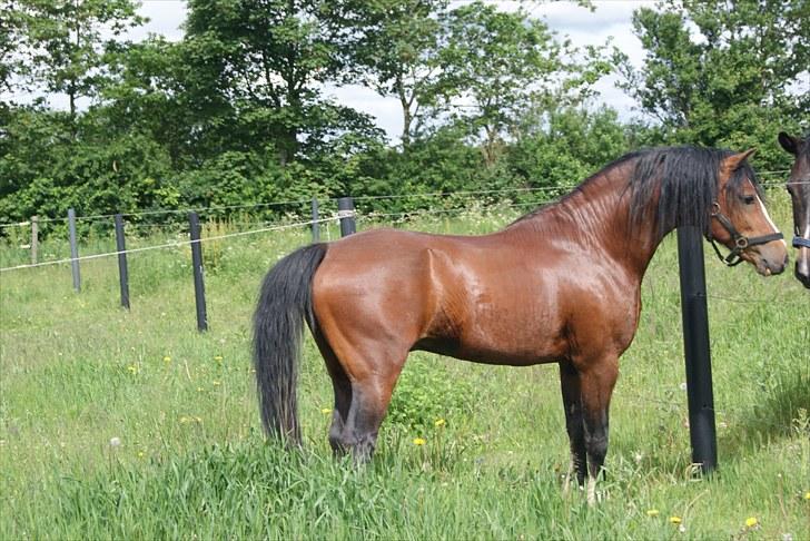Welsh Pony af Cob-type (sec C) Rosengårdens Niam billede 6