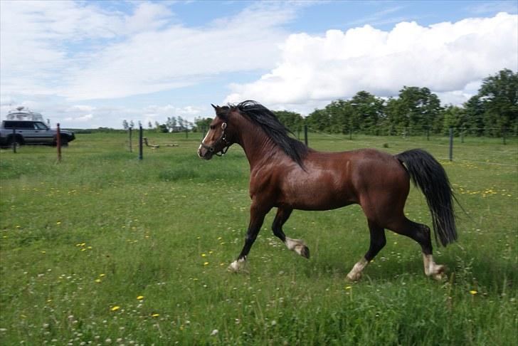 Welsh Pony af Cob-type (sec C) Rosengårdens Niam billede 7