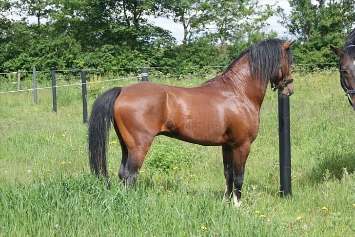 Welsh Pony af Cob-type (sec C) Rosengårdens Niam billede 8