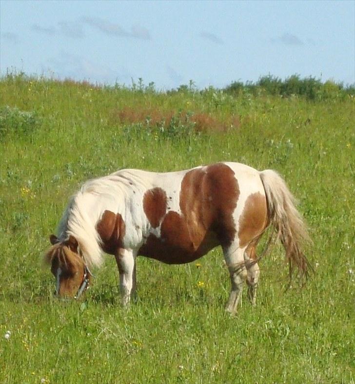 Shetlænder Sabine ( Bine )  billede 4