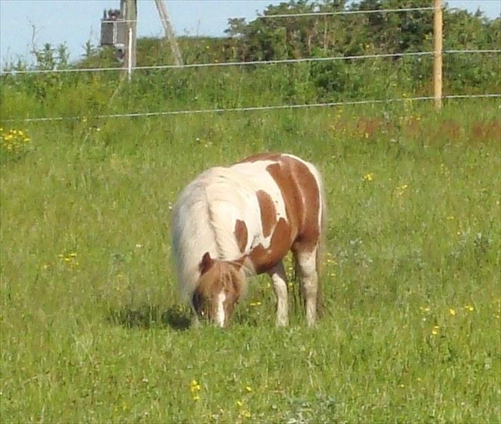 Shetlænder Sabine ( Bine )  billede 5