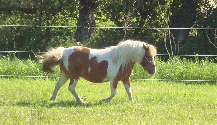 Shetlænder Sabine ( Bine )  billede 6