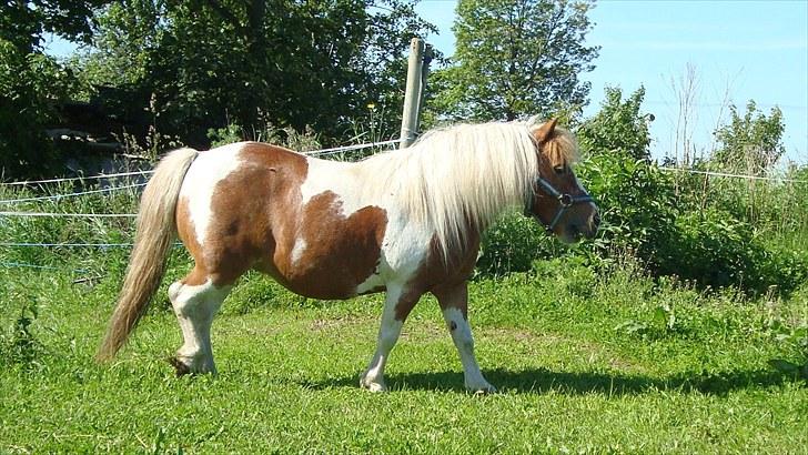 Shetlænder Sabine ( Bine )  billede 7