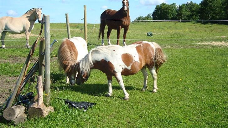 Shetlænder Sabine ( Bine )  billede 8