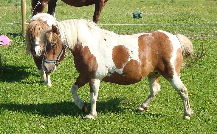 Shetlænder Sabine ( Bine )  billede 9