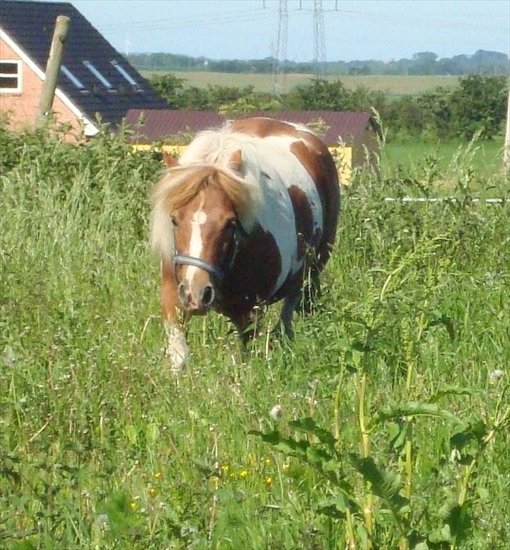 Shetlænder Sabine ( Bine )  billede 10