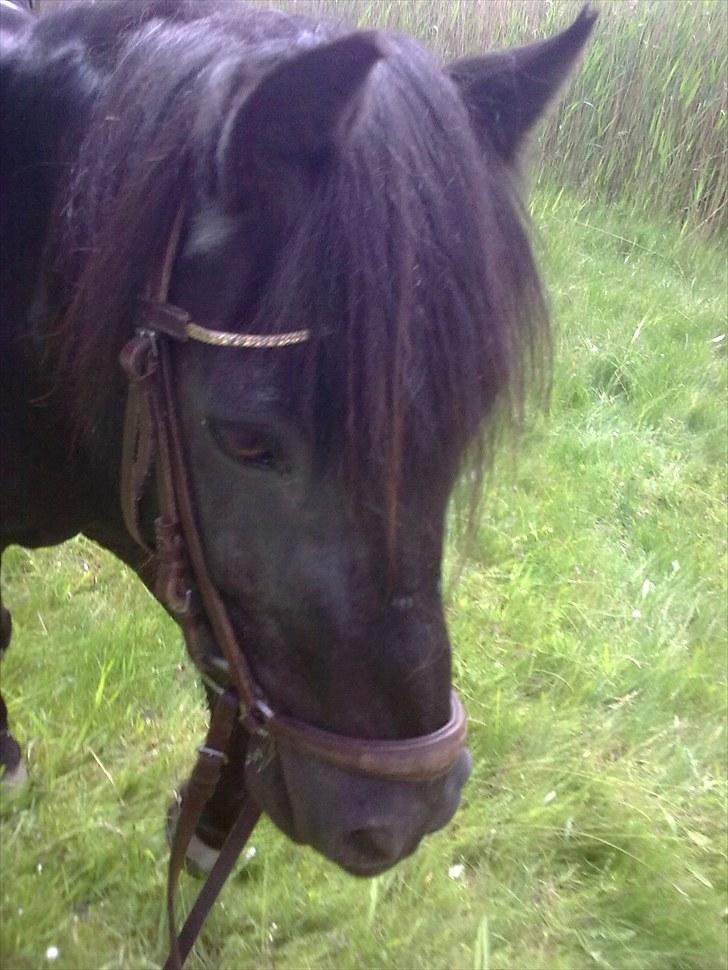 Anden særlig race Hugo - Hugo på et af vores pitstop på vej til sommergræs (: 2010 billede 19